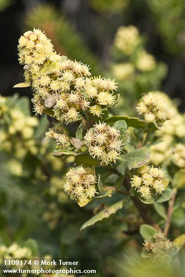 Baccharis pilularis