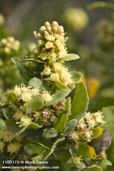 Baccharis pilularis
