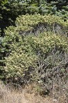 Chaparral Broom
