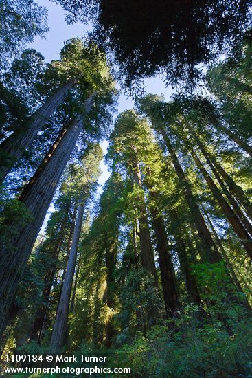 Sequoia sempervirens