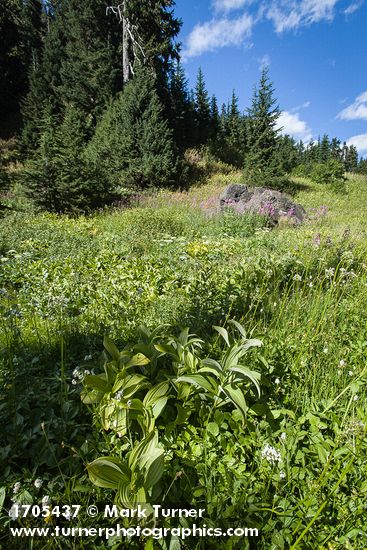 Veratrum viride; Valeriana sitchensis; Chamaenerion angustifolium