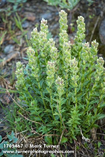 Castilleja parviflora var. albida