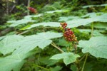 Devil's Club fruit