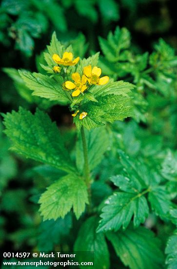 Geum macrophyllum