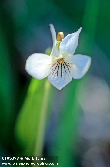 Viola primulifolia</em> ssp. <em>occidentalis