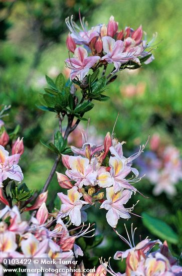 Rhododendron occidentale