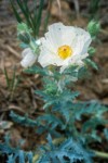 Argemone munita