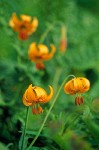 Lilium columbianum