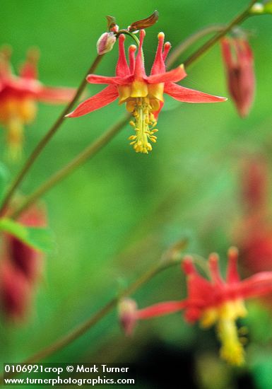 Aquilegia formosa