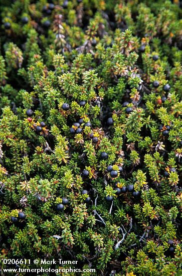 Empetrum nigrum