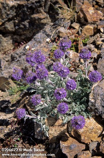Phacelia sericea</em> var. <em>sericea