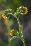 Amsinckia menziesii