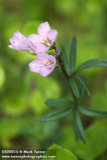 Cardamine nuttallii</em> var. <em>nuttallii