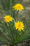 Nothocalais troximoides