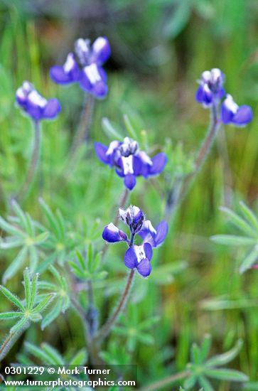 Lupinus polycarpus (L. micranthus)