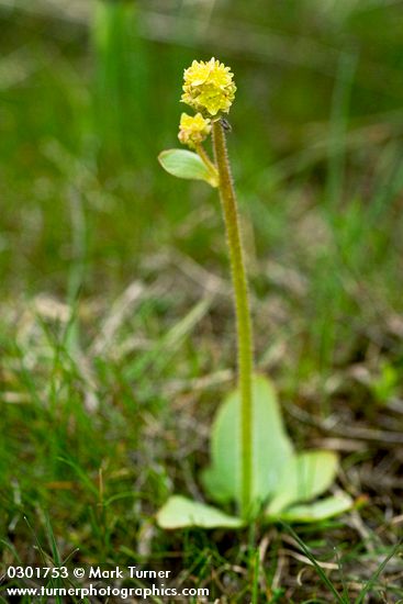 Saxifraga apetala
