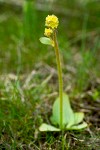 Saxifraga apetala