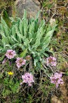 Phoenicaulis cheiranthoides