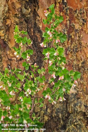 Ribes cereum