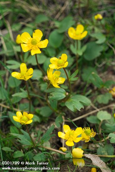 Ranunculus glaberrimus