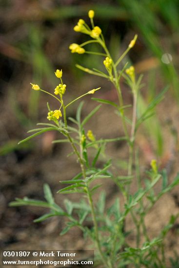 Descurainia pinnata