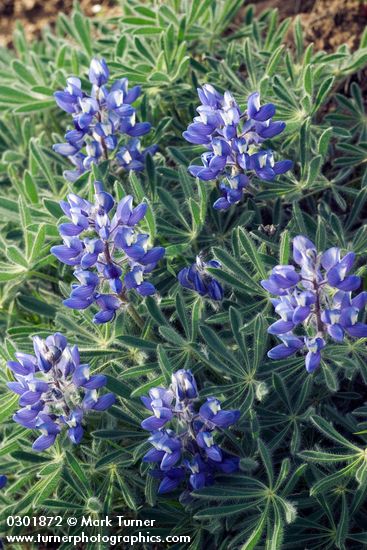 Lupinus lepidus