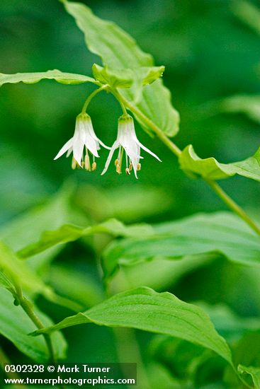 Disporum hookeri