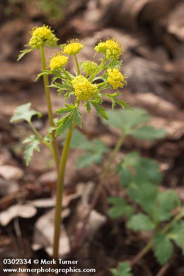 Sanicula graveolens