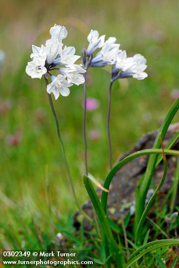 Triteleia grandiflora var. howellii (Brodeia howellii)