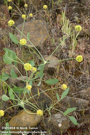 Lomatium nudicaule