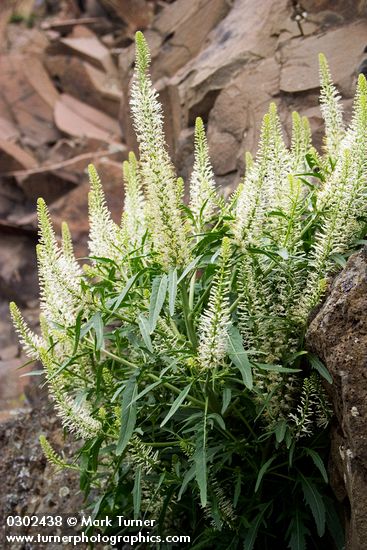 Thelypodium laciniatum