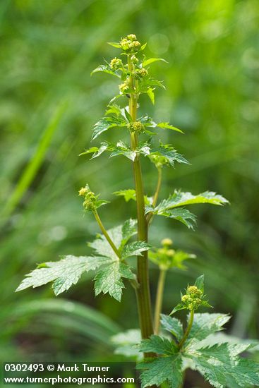 Sanicula crassicaulis