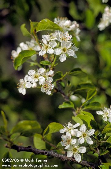 Prunus emarginata