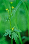 Ranunculus uncinatus
