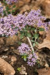 Ceanothus pumilus