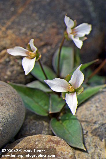 Viola lanceolata ssp. occidentalis
