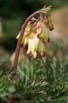 Dicentra formosa ssp. oregona