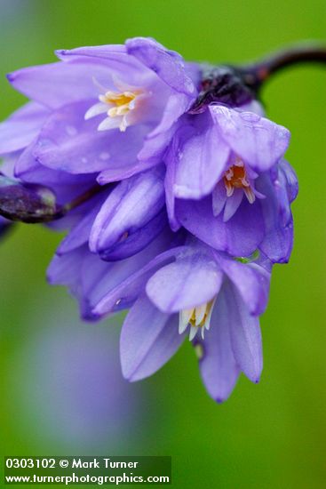 Dichelostemma capitatum