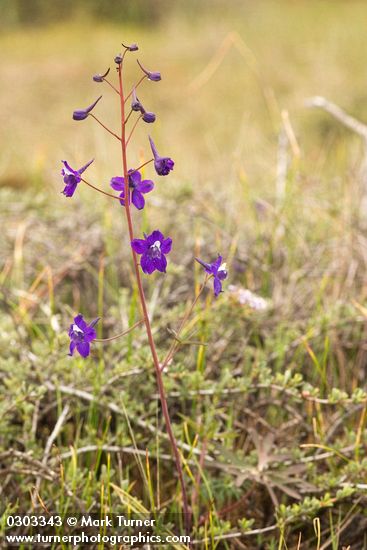 Delphinium depauperatum