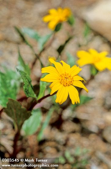 Arnica cernua