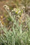 Antennaria stenophylla