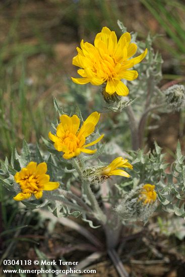 Crepis modocensis