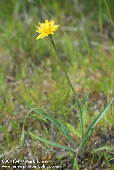 Microseris nutans