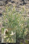 The Dalles Milk-vetch