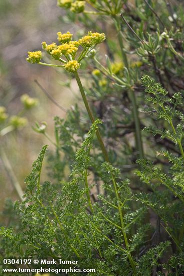 Pteryxia terebinthina</em> var. <em>terebinthina