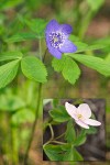 Anemone oregana