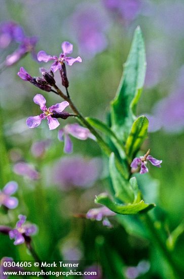 Chorispora tenella