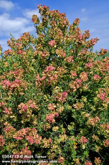 Grayia spinosa