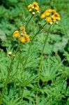 Cacaliopsis nardosmia