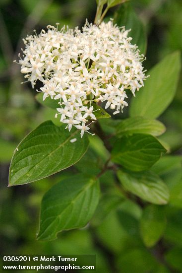 Cornus sericea